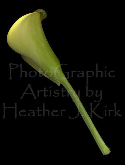 Calla Lily Stem